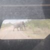 Animal Farm, the African Way