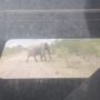 Animal Farm, the African Way